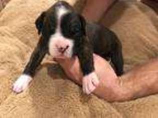 Boxer Puppy for sale in Watertown, WI, USA