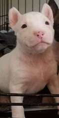 Bull Terrier Puppy for sale in Stinnett, TX, USA