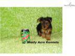Yorkshire Terrier Puppy for sale in Macon, GA, USA