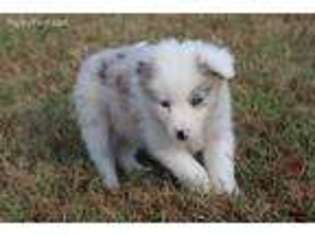 Border Collie Puppy for sale in Chaptico, MD, USA