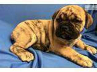 Bulldog Puppy for sale in Hattiesburg, MS, USA