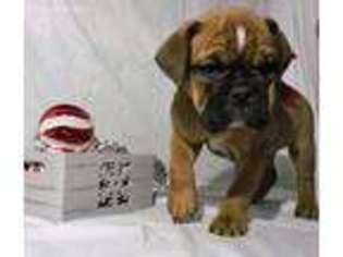 Olde English Bulldogge Puppy for sale in Pine Village, IN, USA