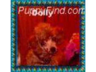 Mutt Puppy for sale in Sun Valley, NV, USA