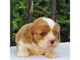 Cavalier King Charles Spaniel Puppy for sale in New River, AZ, USA