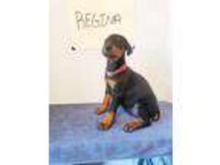 Doberman Pinscher Puppy for sale in Lindale, TX, USA