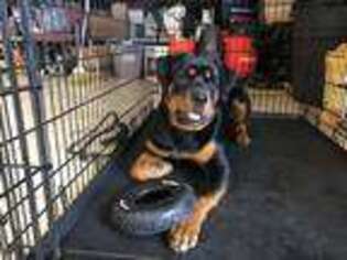 Rottweiler Puppy for sale in Scranton, PA, USA