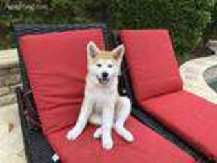 Akita Puppy for sale in Newport Coast, CA, USA
