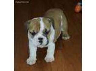 Bulldog Puppy for sale in Fair Grove, MO, USA