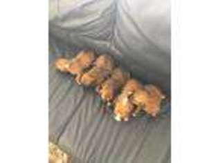 Boxer Puppy for sale in Floresville, TX, USA