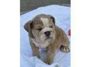 Bulldog Puppy for sale in Ridgeway, VA, USA