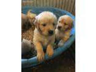 Golden Retriever Puppy for sale in Coldwater, MS, USA