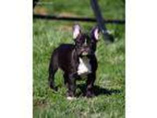 French Bulldog Puppy for sale in Hillsdale, IN, USA