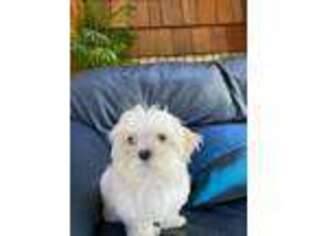 Maltese Puppy for sale in Bethesda, MD, USA
