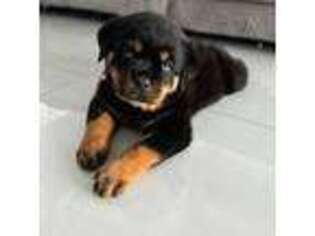 Rottweiler Puppy for sale in Lehigh Acres, FL, USA