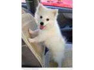 American Eskimo Dog Puppy for sale in Merrillville, IN, USA