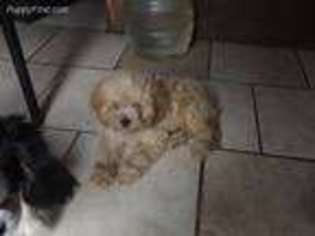 Cavapoo Puppy for sale in Shacklefords, VA, USA