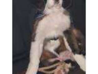Saint Bernard Puppy for sale in San Pierre, IN, USA