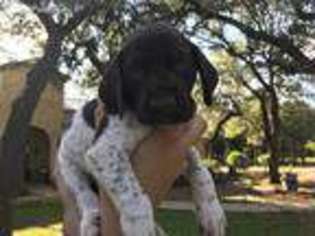 German Shorthaired Pointer Puppy for sale in Bulverde, TX, USA