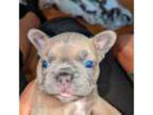 French Bulldog Puppy for sale in Belleville, NJ, USA