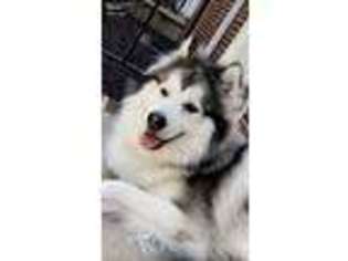 Siberian Husky Puppy for sale in Towson, MD, USA
