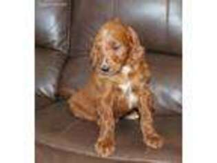 Irish Setter Puppy for sale in Clay Springs, AZ, USA