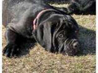 Cane Corso Puppy for sale in Fort Mitchell, AL, USA
