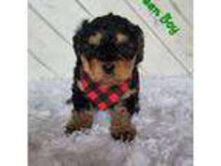 Mutt Puppy for sale in Fairmont, WV, USA