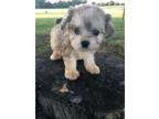 Cavachon Puppy for sale in Columbia, TN, USA