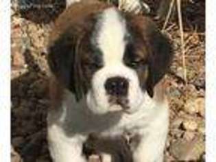 Saint Bernard Puppy for sale in Amherst, NE, USA