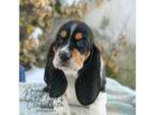 Basset Hound Puppy for sale in Rochester, IN, USA