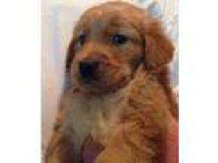 Golden Retriever Puppy for sale in Flint, MI, USA