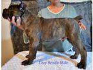 Cane Corso Puppy for sale in Atwater, OH, USA
