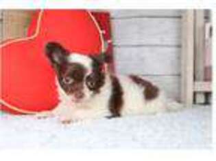 Chihuahua Puppy for sale in Springfield, MO, USA