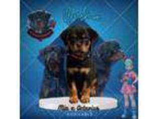 Rottweiler Puppy for sale in Lumpkin, GA, USA