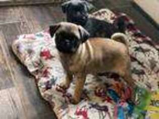 Pug Puppy for sale in Minneapolis, MN, USA