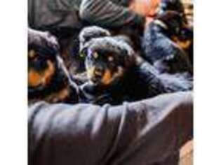 Rottweiler Puppy for sale in Sunbury, OH, USA
