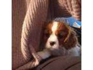 Cavalier King Charles Spaniel Puppy for sale in Anoka, MN, USA