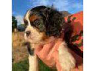 Cavalier King Charles Spaniel Puppy for sale in Provo, UT, USA