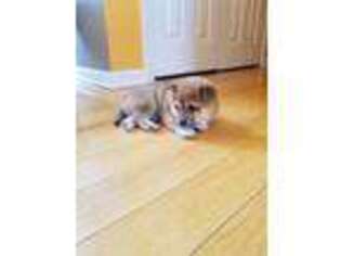 Shiba Inu Puppy for sale in Highland, MI, USA