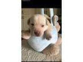 Labrador Retriever Puppy for sale in Madison, AL, USA