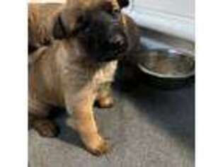 Belgian Malinois Puppy for sale in Grandview, TN, USA