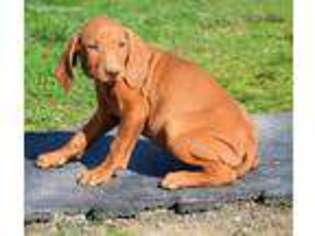 Vizsla Puppy for sale in Allenwood, PA, USA