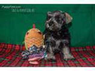 Mutt Puppy for sale in Roanoke, AL, USA