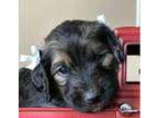 Goldendoodle Puppy for sale in Easton, KS, USA