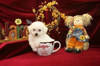 Bichon Frise Puppy for sale in Derry, NH, USA