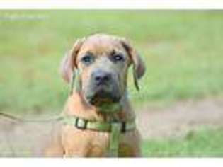 Cane Corso Puppy for sale in Andalusia, AL, USA