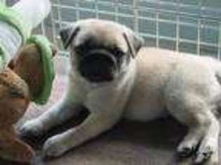 Pug Puppy for sale in CONCORD, NH, USA