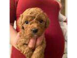 Cavachon Puppy for sale in Canon City, CO, USA