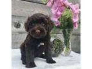 Portuguese Water Dog Puppy for sale in Dalton, OH, USA