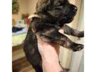 German Shepherd Dog Puppy for sale in Ossian, IN, USA